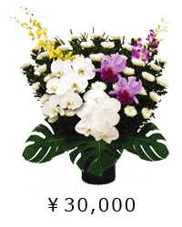 日本の伝統美　白菊